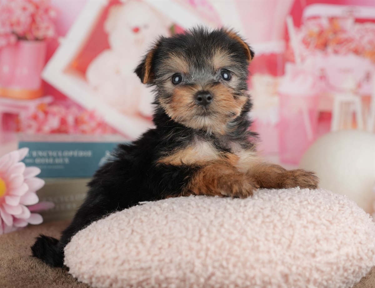 ヨークシャー・テリア | 女の子 | スティールブルー＆タン | 2026年3月9日（ID:dog-200015867）