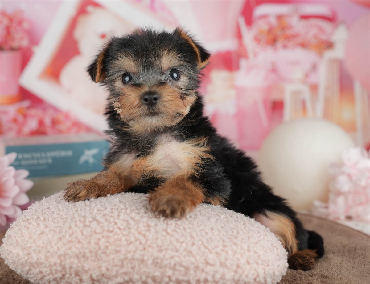 ヨークシャー・テリア | 女の子 | スティールブルー＆タン | 2026年3月9日（ID:dog-200015867）