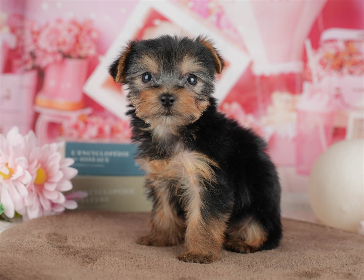 ヨークシャー・テリア | 女の子 | スティールブルー＆タン | 2026年3月9日（ID:dog-200015867）