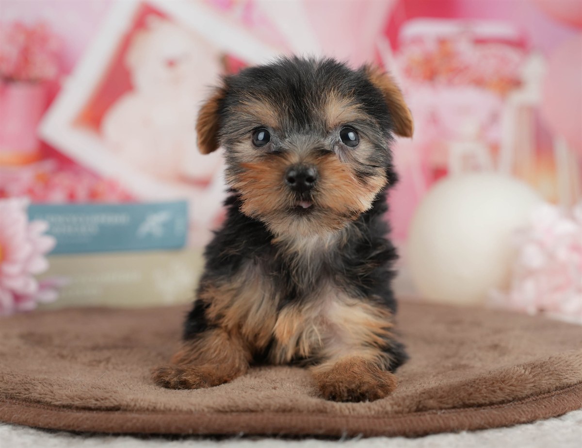 ヨークシャー・テリア | 女の子 | スティールブルー＆タン | 2026年3月9日（ID:dog-200015867）