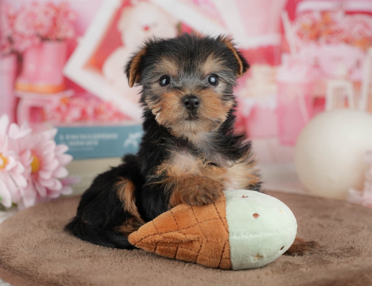 ヨークシャー・テリア | 女の子 | スティールブルー＆タン | 2026年3月9日（ID:dog-200015867）