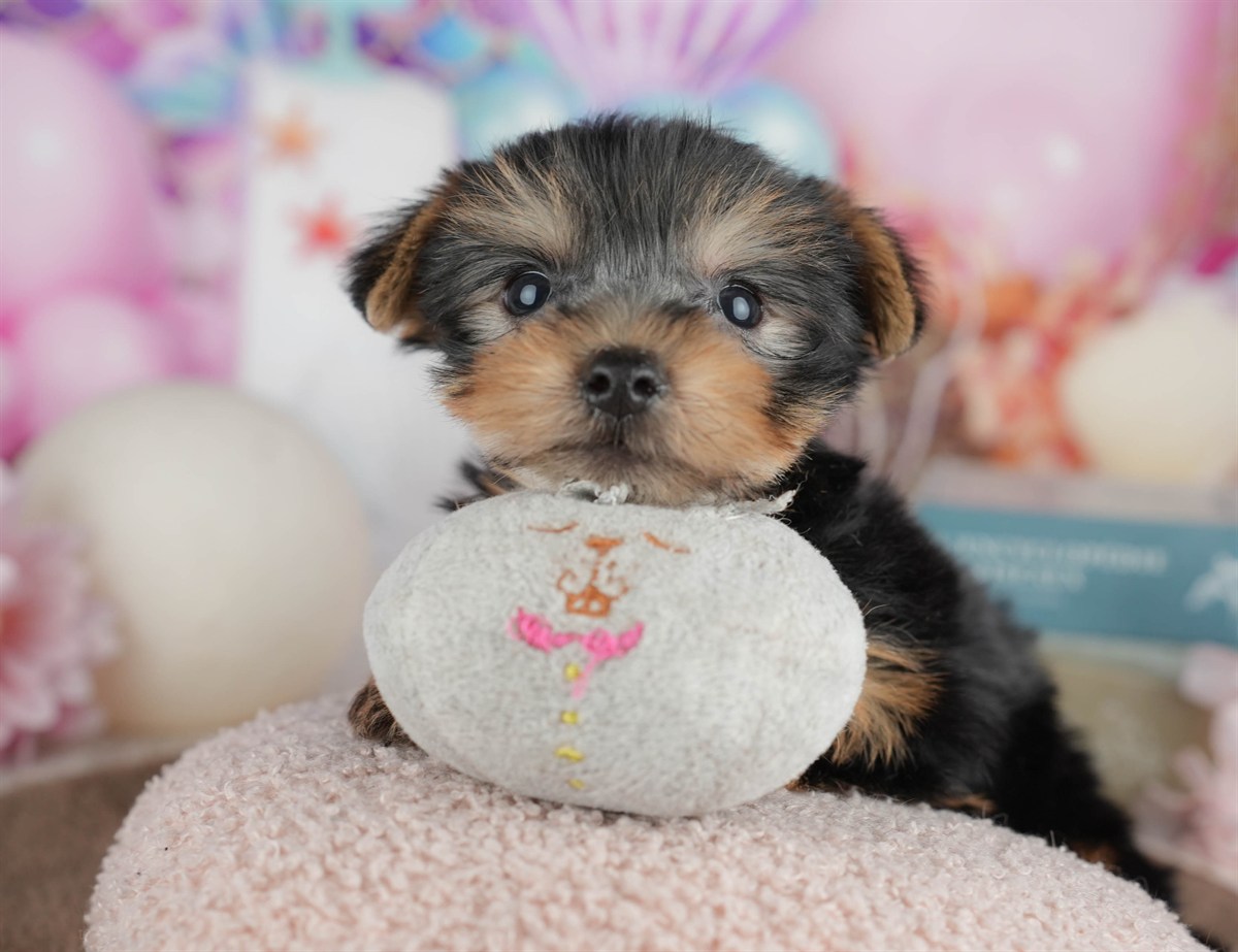 ヨークシャー・テリア | 男の子 | スティールブルー＆タン | 2026年3月9日（ID:dog-200015868）