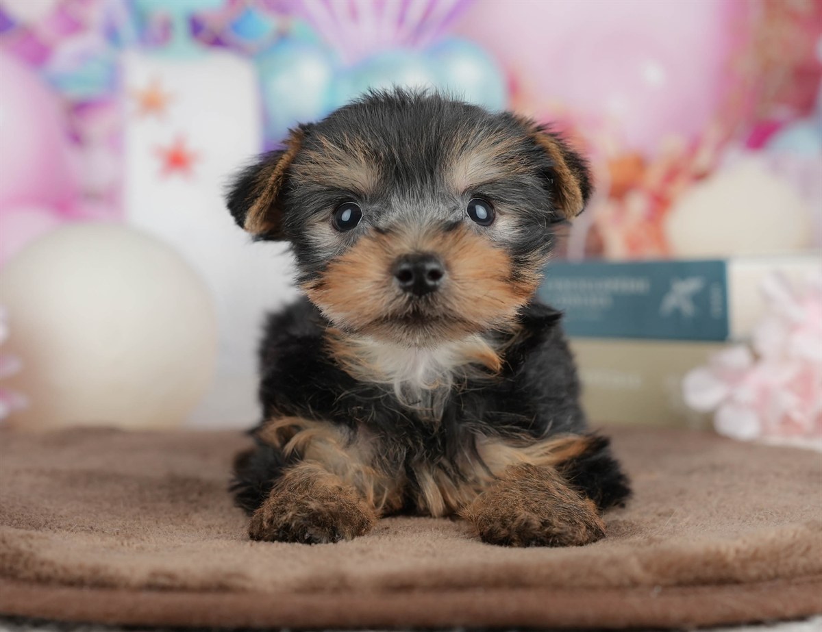 ヨークシャー・テリア | 男の子 | スティールブルー＆タン | 2026年3月9日（ID:dog-200015868）