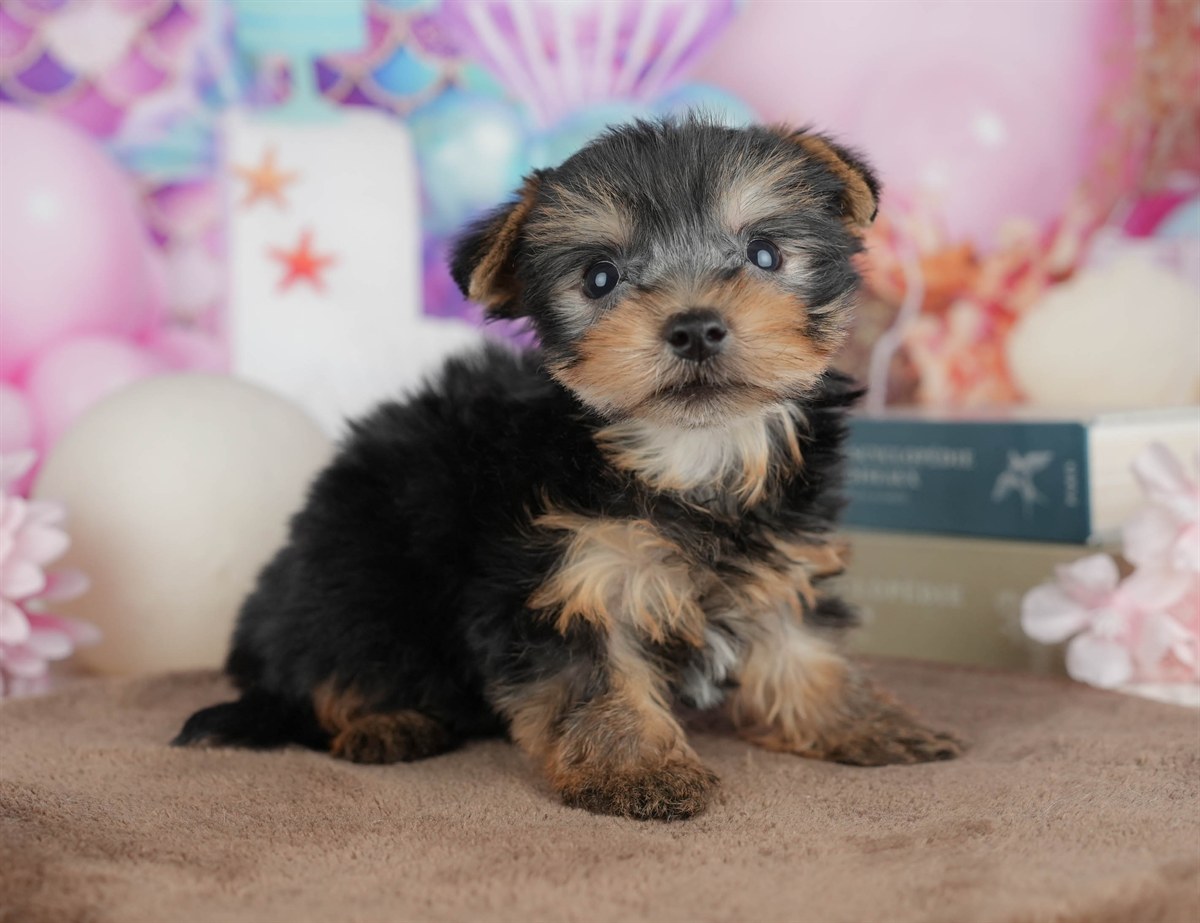 ヨークシャー・テリア | 男の子 | スティールブルー＆タン | 2026年3月9日（ID:dog-200015868）