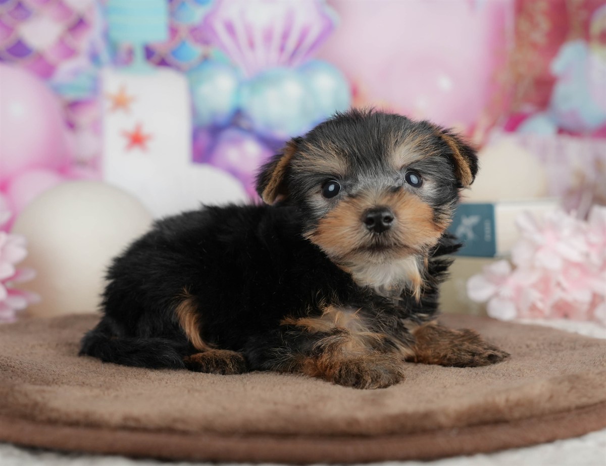 ヨークシャー・テリア | 男の子 | スティールブルー＆タン | 2026年3月9日（ID:dog-200015868）