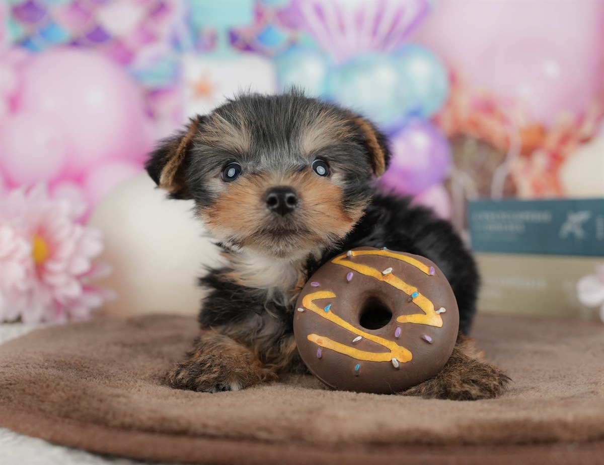 ヨークシャー・テリア | 男の子 | スティールブルー＆タン | 2026年3月9日（ID:dog-200015868）