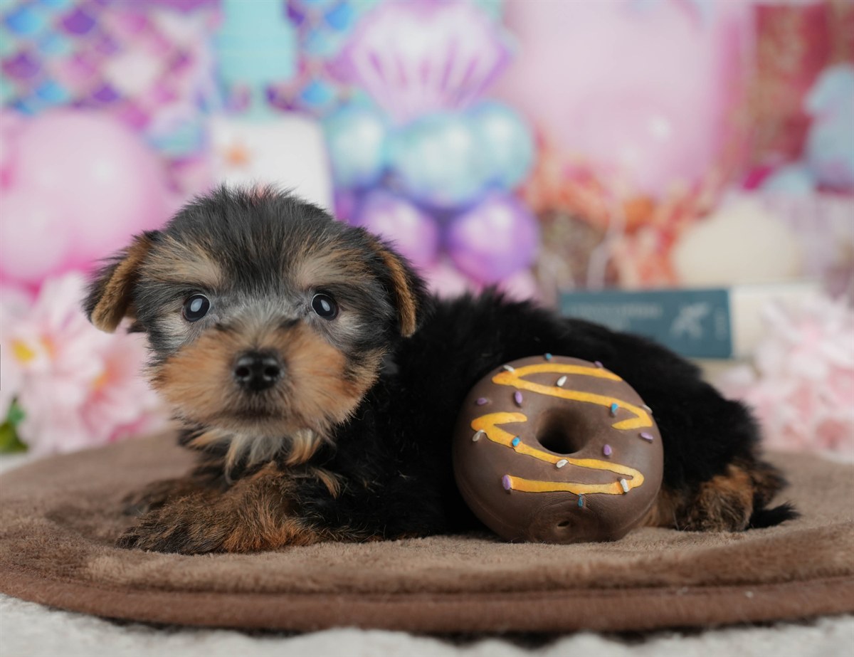 ヨークシャー・テリア | 男の子 | スティールブルー＆タン | 2026年3月9日（ID:dog-200015868）