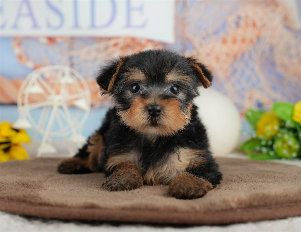 ヨークシャー・テリア | 男の子 | スティールブルー＆タン | 2026年3月9日（ID:dog-200015869）