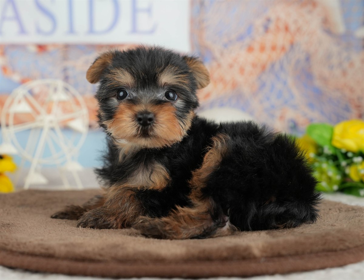 ヨークシャー・テリア | 男の子 | スティールブルー＆タン | 2026年3月9日（ID:dog-200015869）