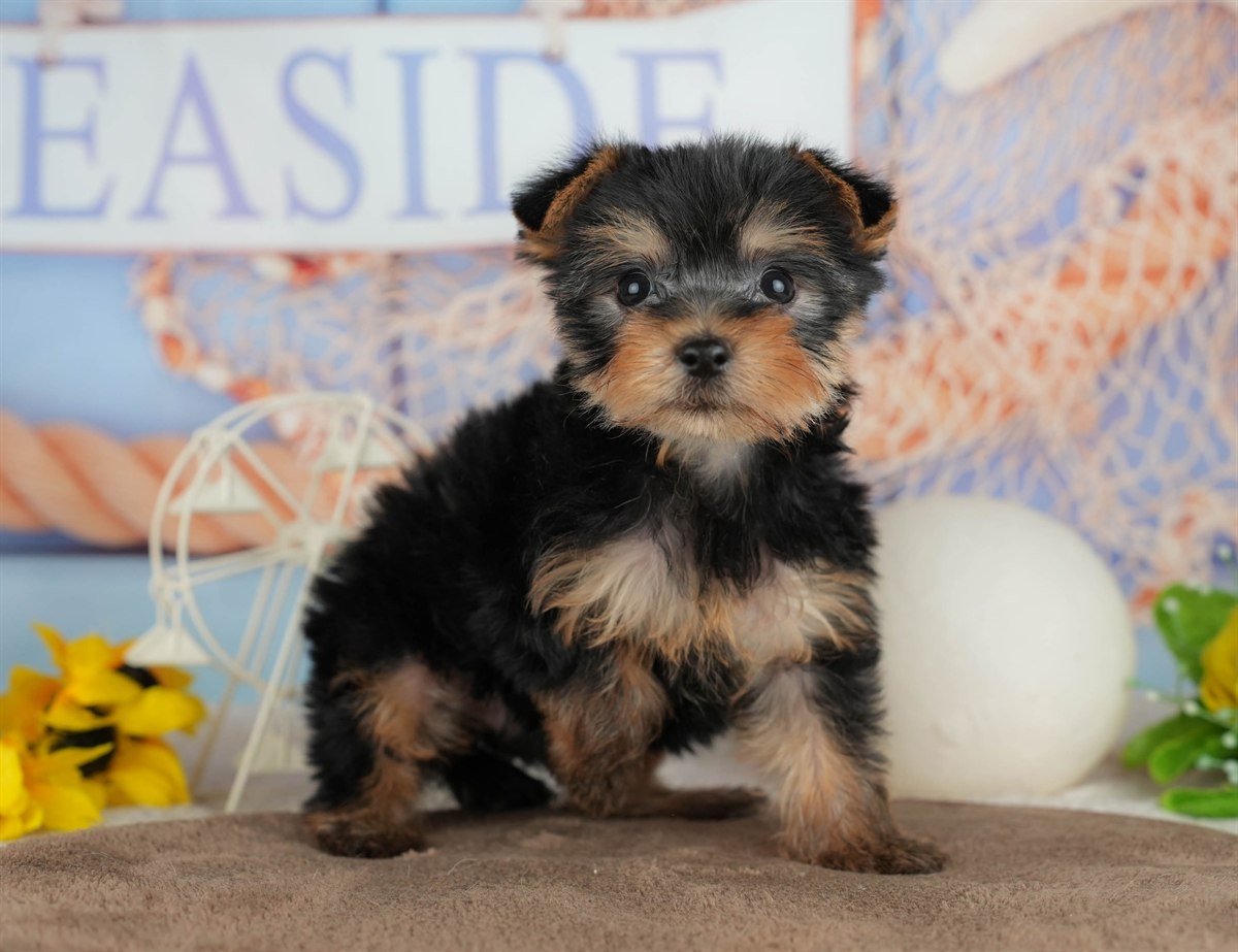 ヨークシャー・テリア | 男の子 | スティールブルー＆タン | 2026年3月9日（ID:dog-200015869）