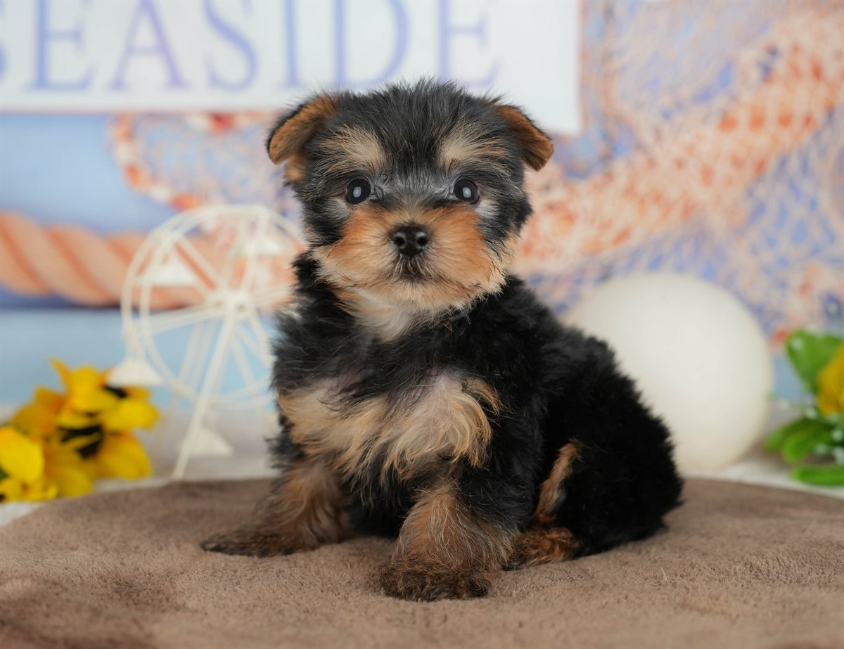 ヨークシャー・テリア | 男の子 | スティールブルー＆タン | 2026年3月9日（ID:dog-200015869）