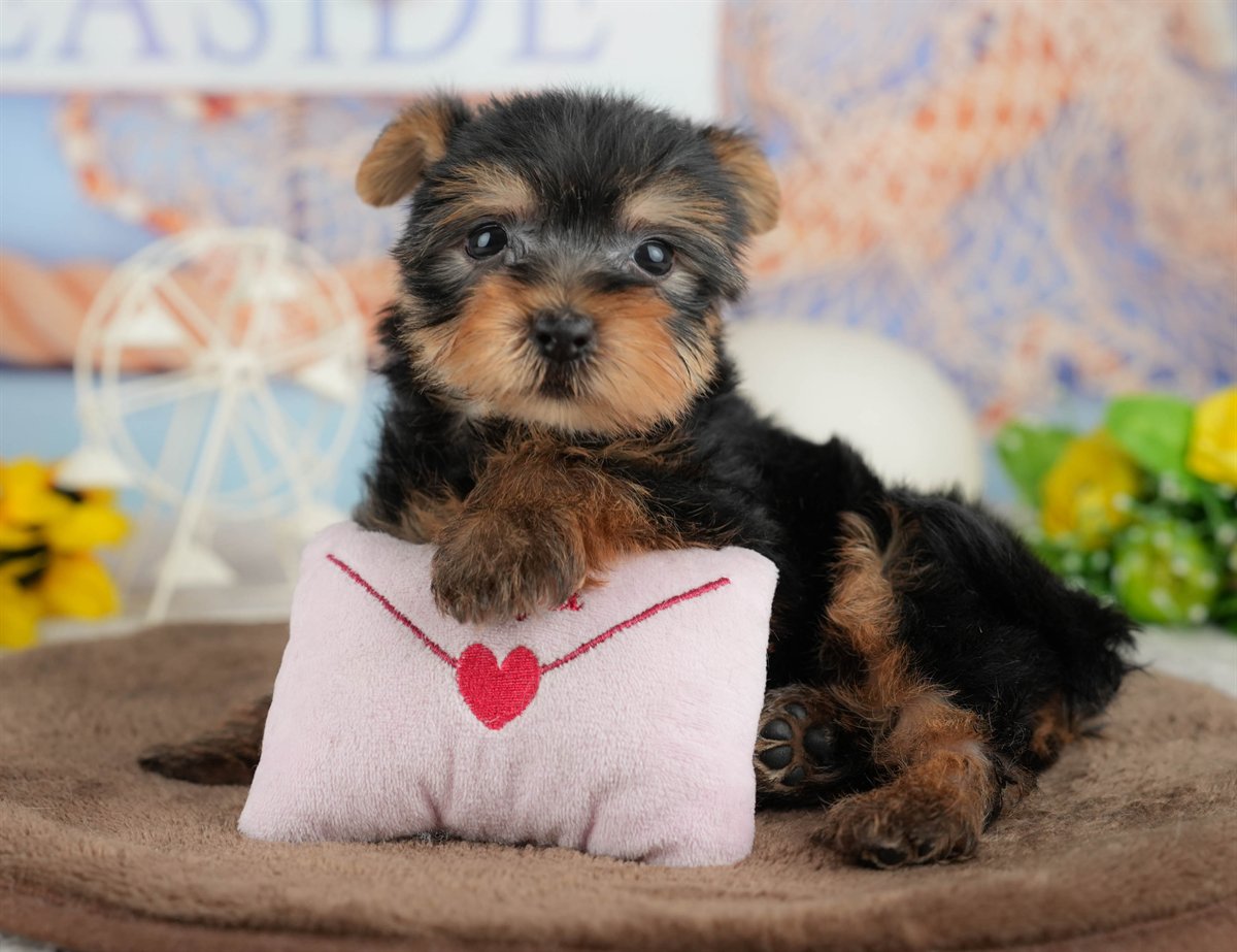 ヨークシャー・テリア | 男の子 | スティールブルー＆タン | 2026年3月9日（ID:dog-200015869）