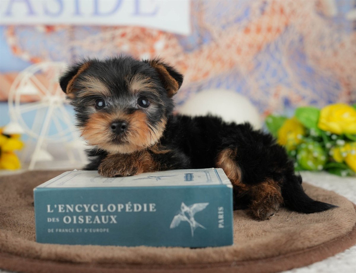 ヨークシャー・テリア | 男の子 | スティールブルー＆タン | 2026年3月9日（ID:dog-200015869）