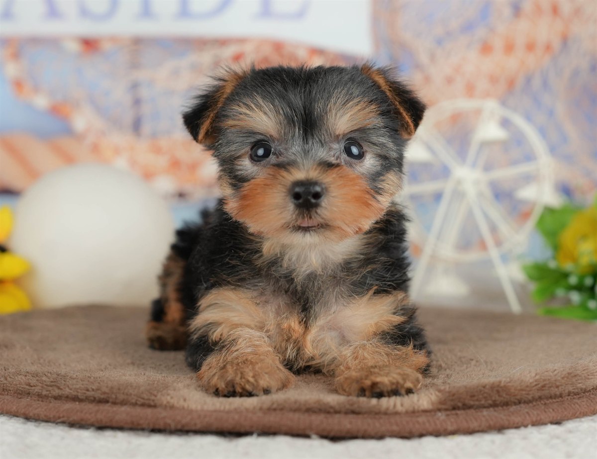 ヨークシャー・テリア | 女の子 | スティールブルー＆タン | 2026年3月9日（ID:dog-200015870）