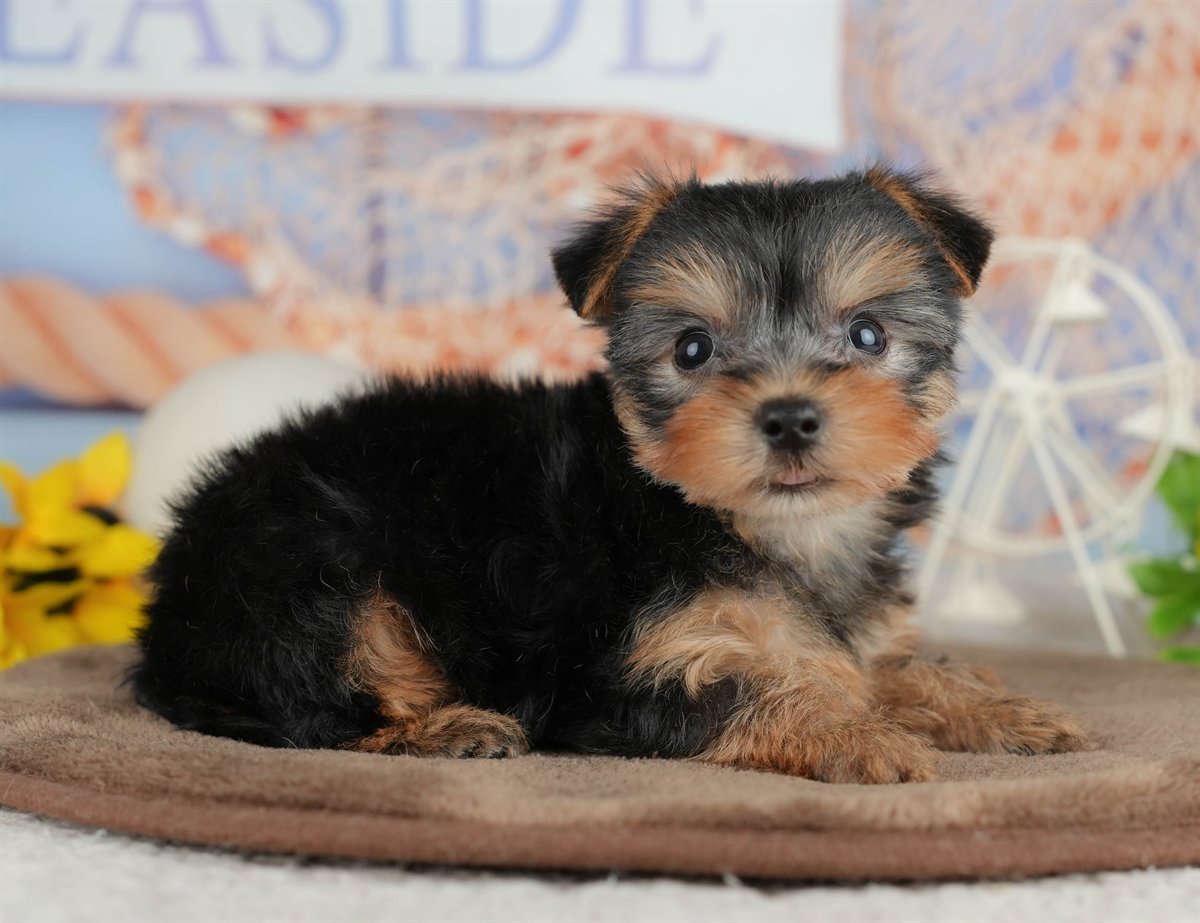 ヨークシャー・テリア | 女の子 | スティールブルー＆タン | 2026年3月9日（ID:dog-200015870）