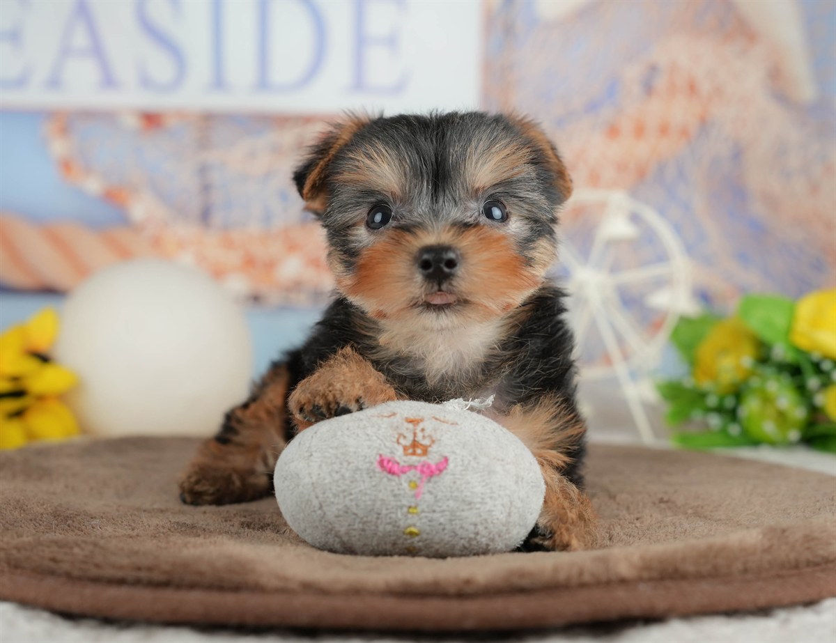 ヨークシャー・テリア | 女の子 | スティールブルー＆タン | 2026年3月9日（ID:dog-200015870）