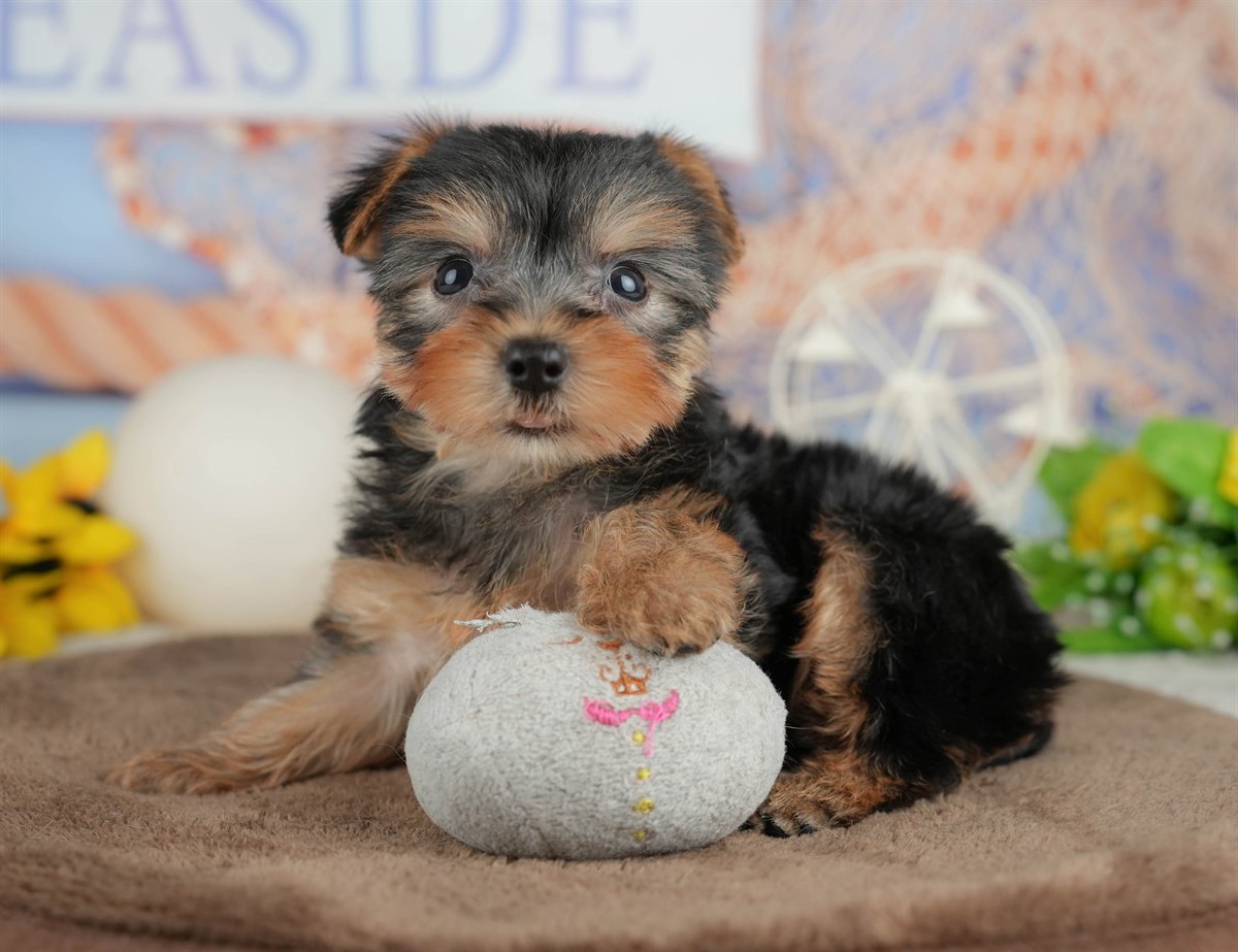 ヨークシャー・テリア | 女の子 | スティールブルー＆タン | 2026年3月9日（ID:dog-200015870）