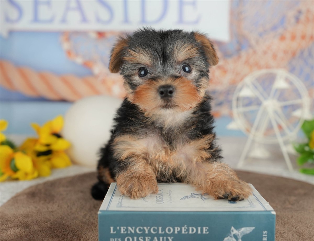 ヨークシャー・テリア | 女の子 | スティールブルー＆タン | 2026年3月9日（ID:dog-200015870）