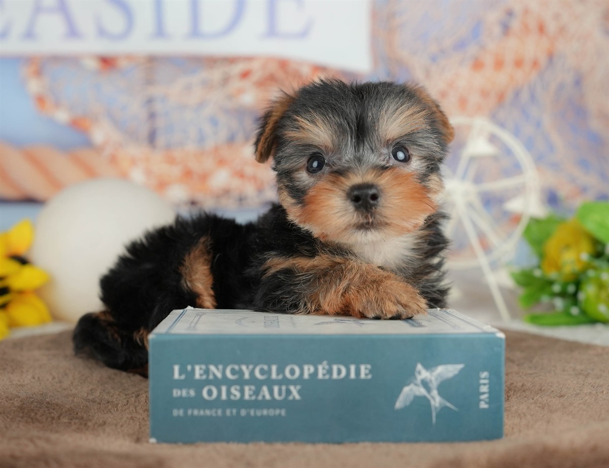 ヨークシャー・テリア | 女の子 | スティールブルー＆タン | 2026年3月9日（ID:dog-200015870）