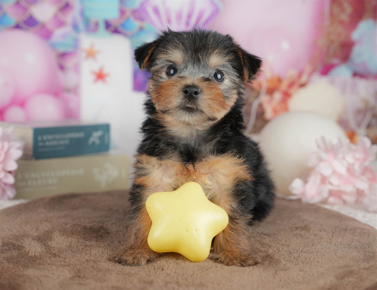 ヨークシャー・テリア | 女の子 | スティールブルー＆タン | 2026年3月9日（ID:dog-200015871）