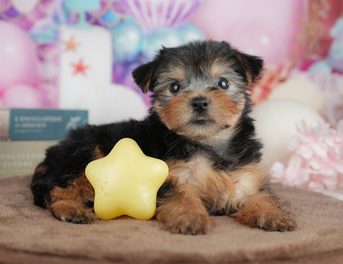 ヨークシャー・テリア | 女の子 | スティールブルー＆タン | 2026年3月9日（ID:dog-200015871）