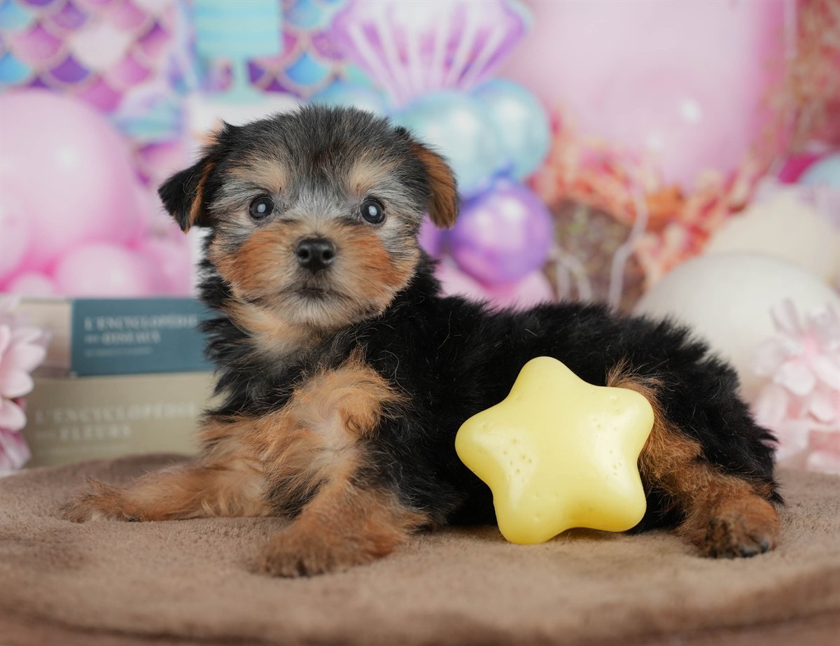 ヨークシャー・テリア | 女の子 | スティールブルー＆タン | 2026年3月9日（ID:dog-200015871）