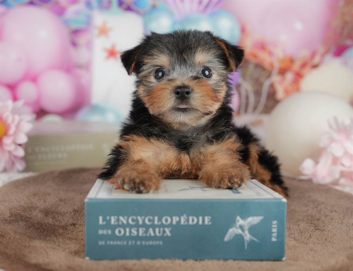 ヨークシャー・テリア | 女の子 | スティールブルー＆タン | 2026年3月9日（ID:dog-200015871）