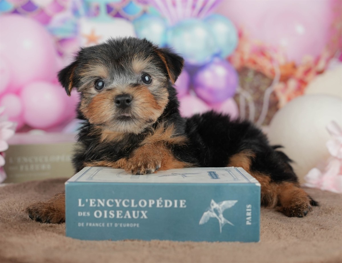 ヨークシャー・テリア | 女の子 | スティールブルー＆タン | 2026年3月9日（ID:dog-200015871）