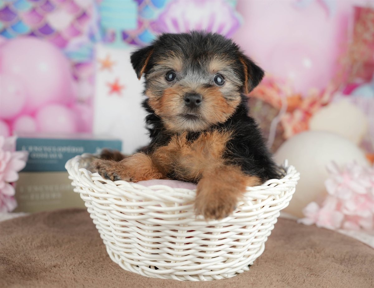 ヨークシャー・テリア | 女の子 | スティールブルー＆タン | 2026年3月9日（ID:dog-200015871）