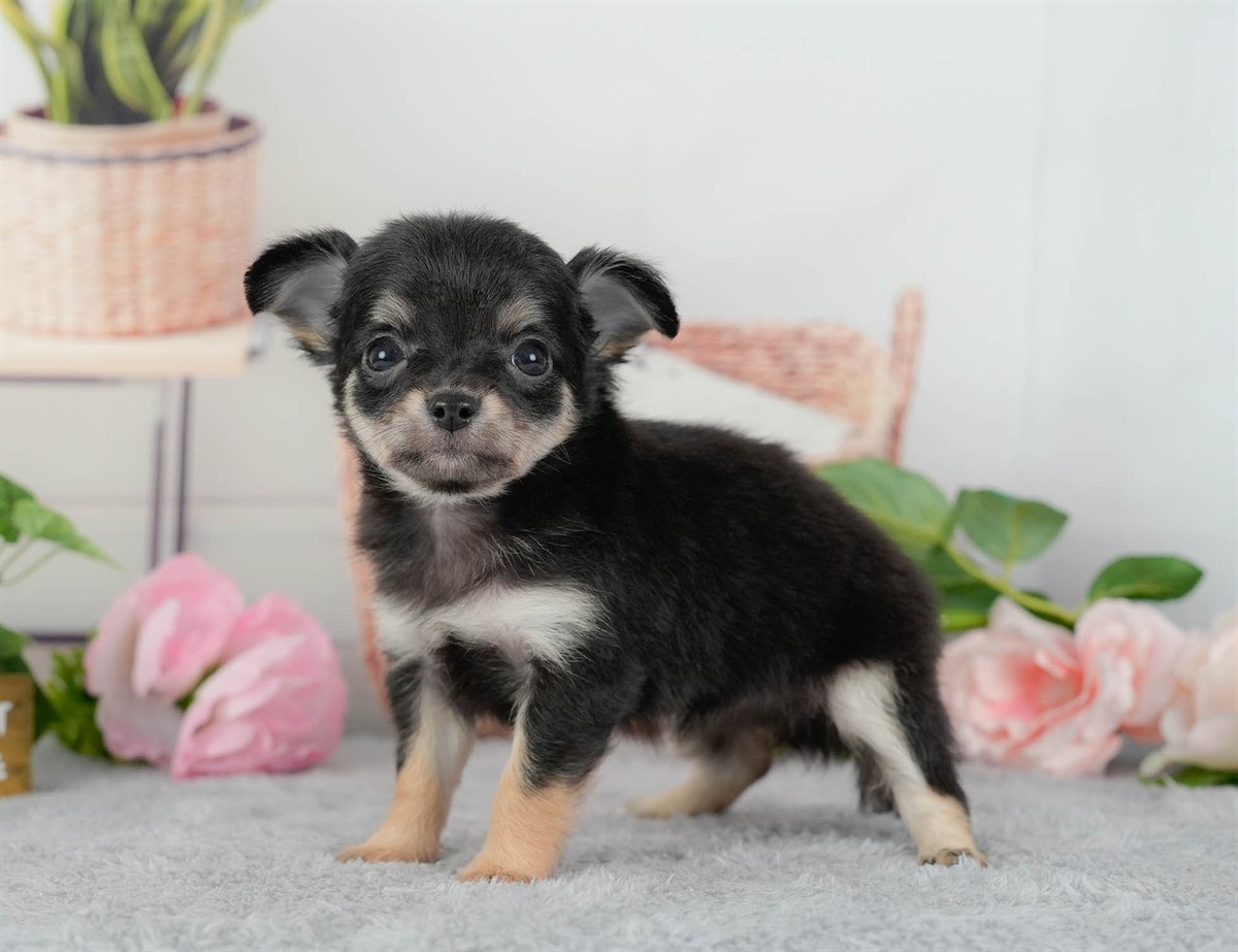 チワワ(ロング) | 女の子 | ブラックタン&ホワイト | 2026年3月10日（ID:dog-200015885）