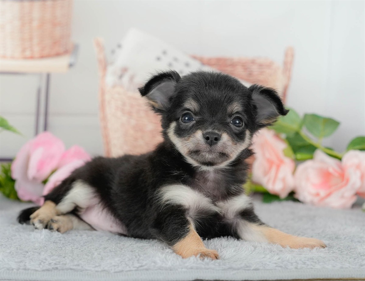 チワワ(ロング) | 女の子 | ブラックタン&ホワイト | 2026年3月10日（ID:dog-200015885）