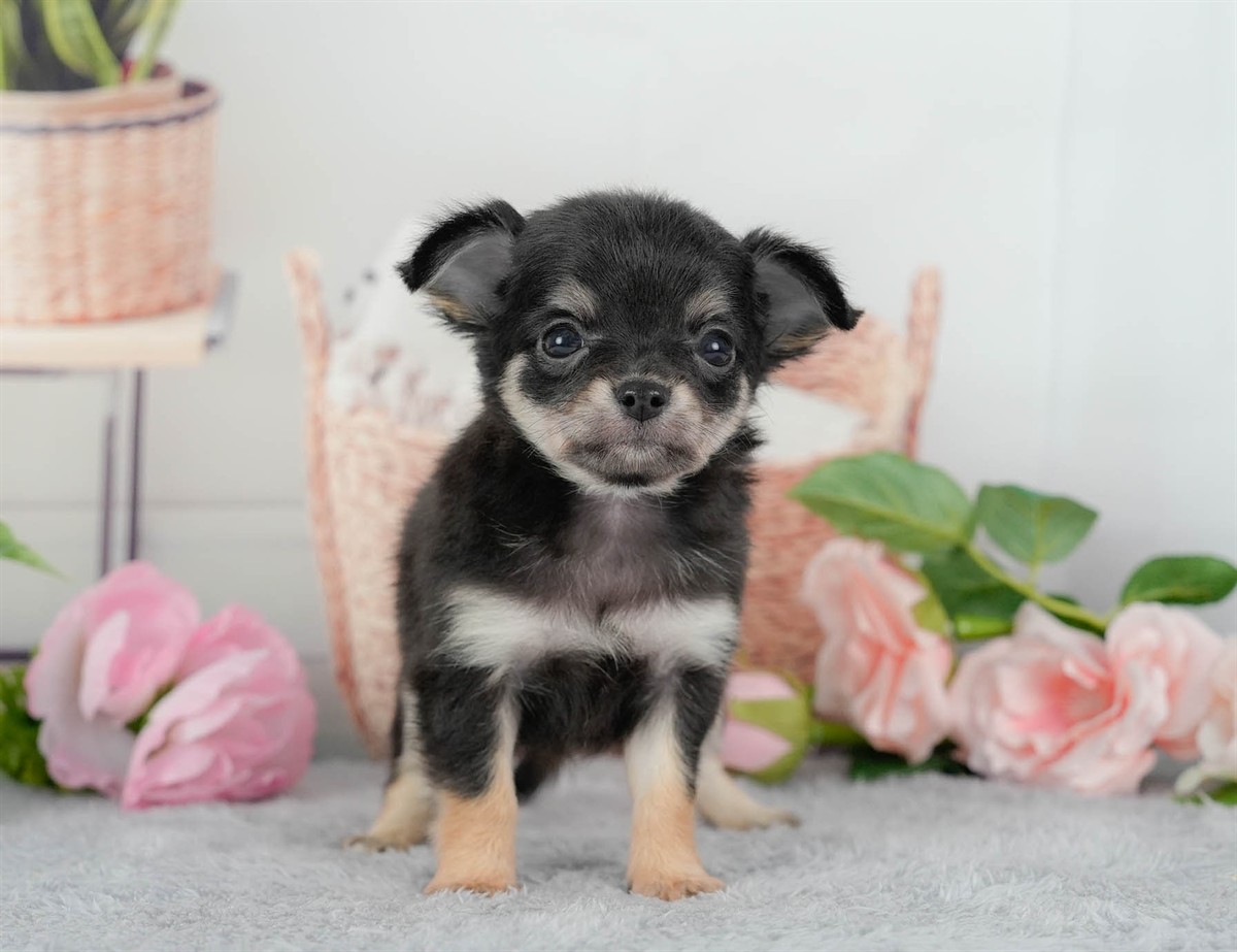 チワワ(ロング) | 女の子 | ブラックタン&ホワイト | 2026年3月10日（ID:dog-200015885）