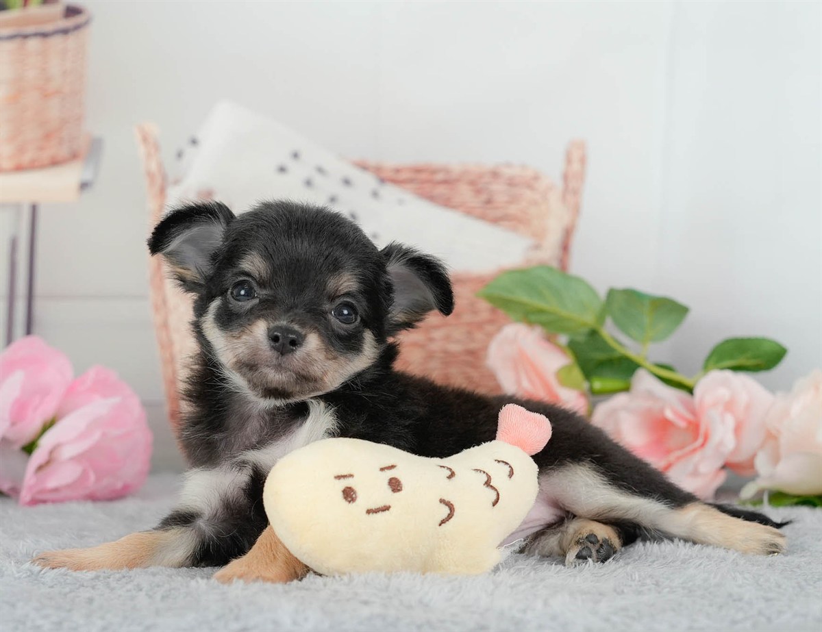 チワワ(ロング) | 女の子 | ブラックタン&ホワイト | 2026年3月10日（ID:dog-200015885）