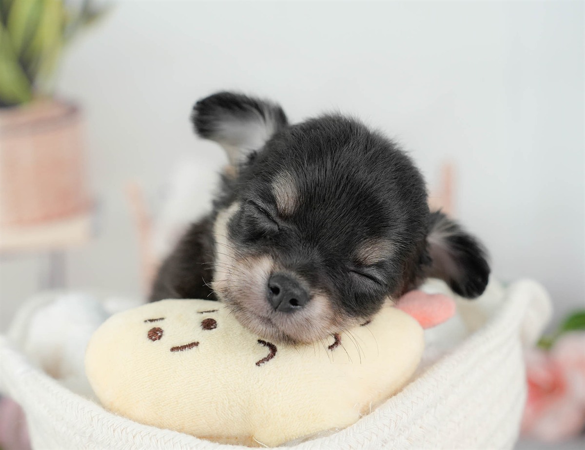 チワワ(ロング) | 女の子 | ブラックタン&ホワイト | 2026年3月10日（ID:dog-200015885）