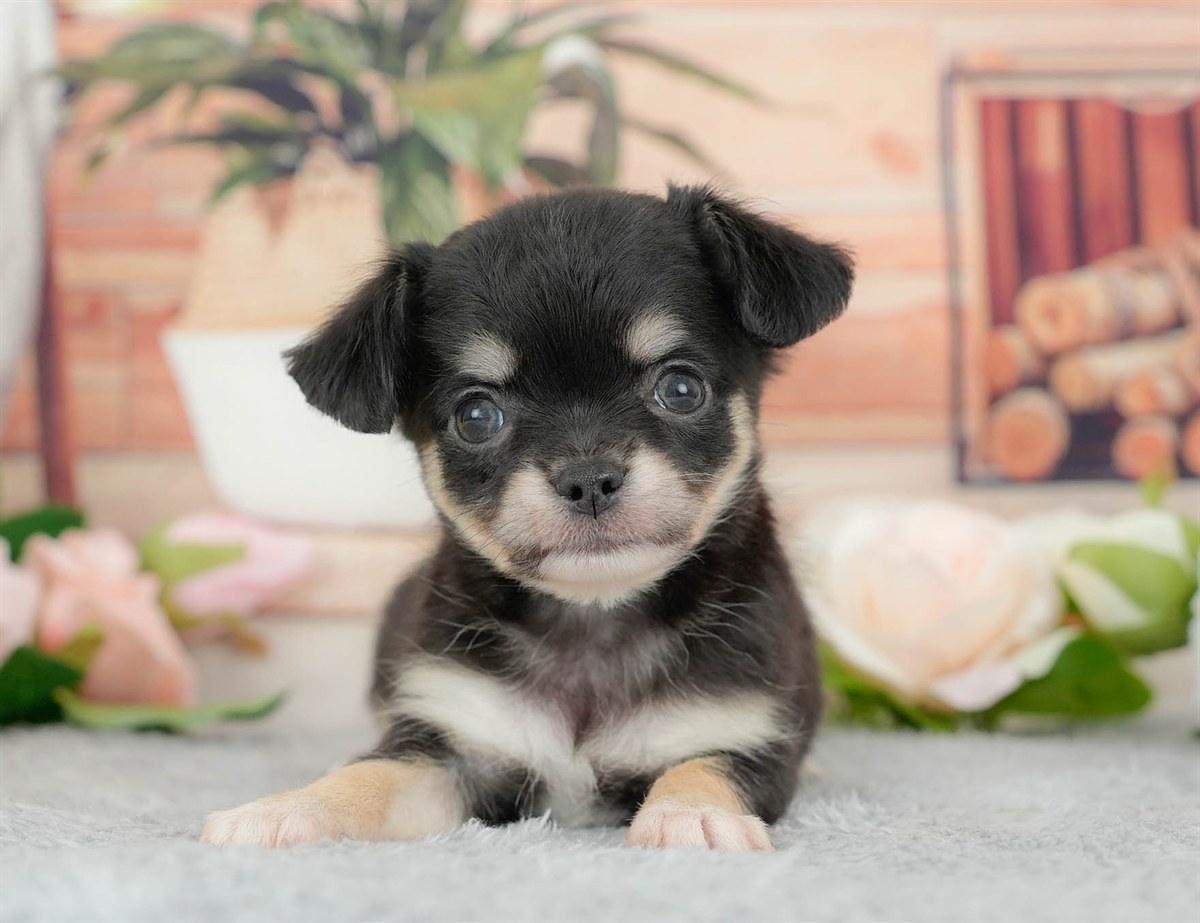 チワワ(ロング) | 女の子 | ブラックタン&ホワイト | 2026年3月10日（ID:dog-200015886）