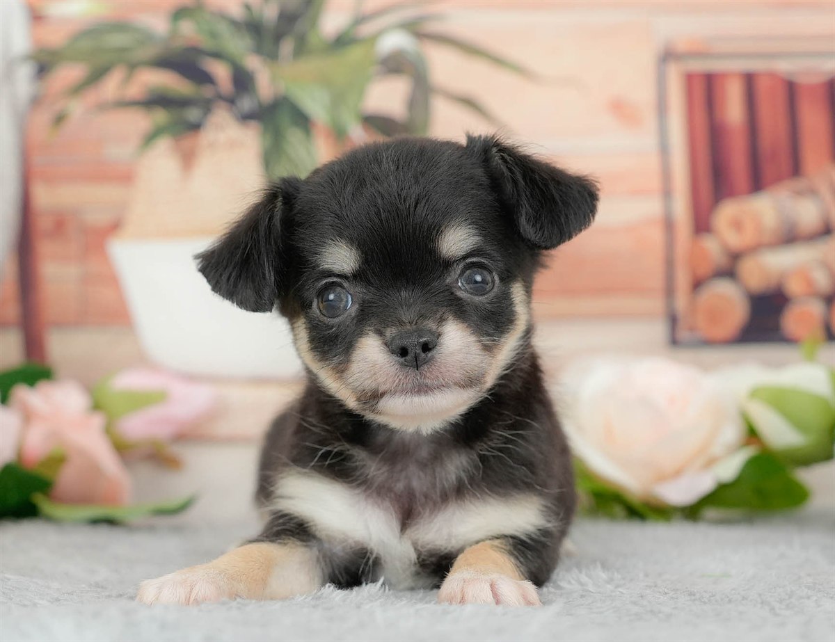 チワワ(ロング) | 女の子 | ブラックタン&ホワイト | 2026年3月10日（ID:dog-200015886）