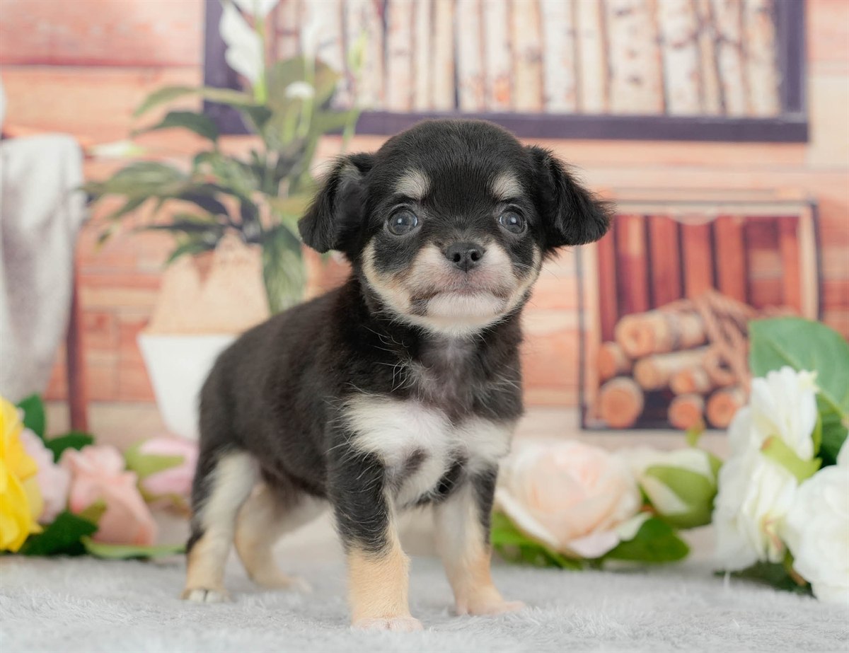 チワワ(ロング) | 女の子 | ブラックタン&ホワイト | 2026年3月10日（ID:dog-200015886）