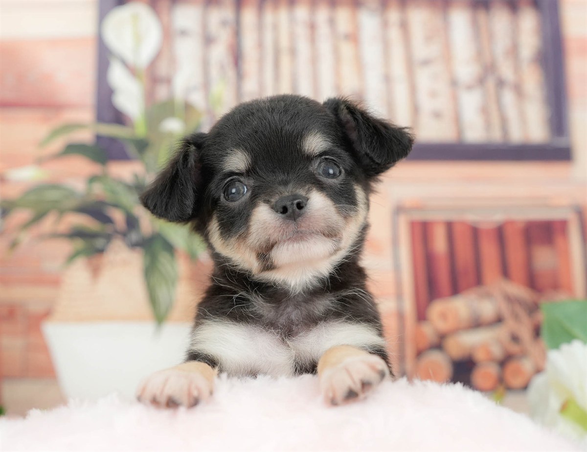 チワワ(ロング) | 女の子 | ブラックタン&ホワイト | 2026年3月10日（ID:dog-200015886）