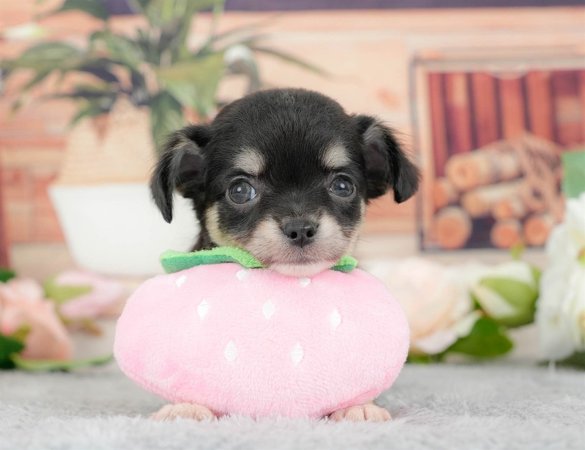 チワワ(ロング) | 女の子 | ブラックタン&ホワイト | 2026年3月10日（ID:dog-200015886）