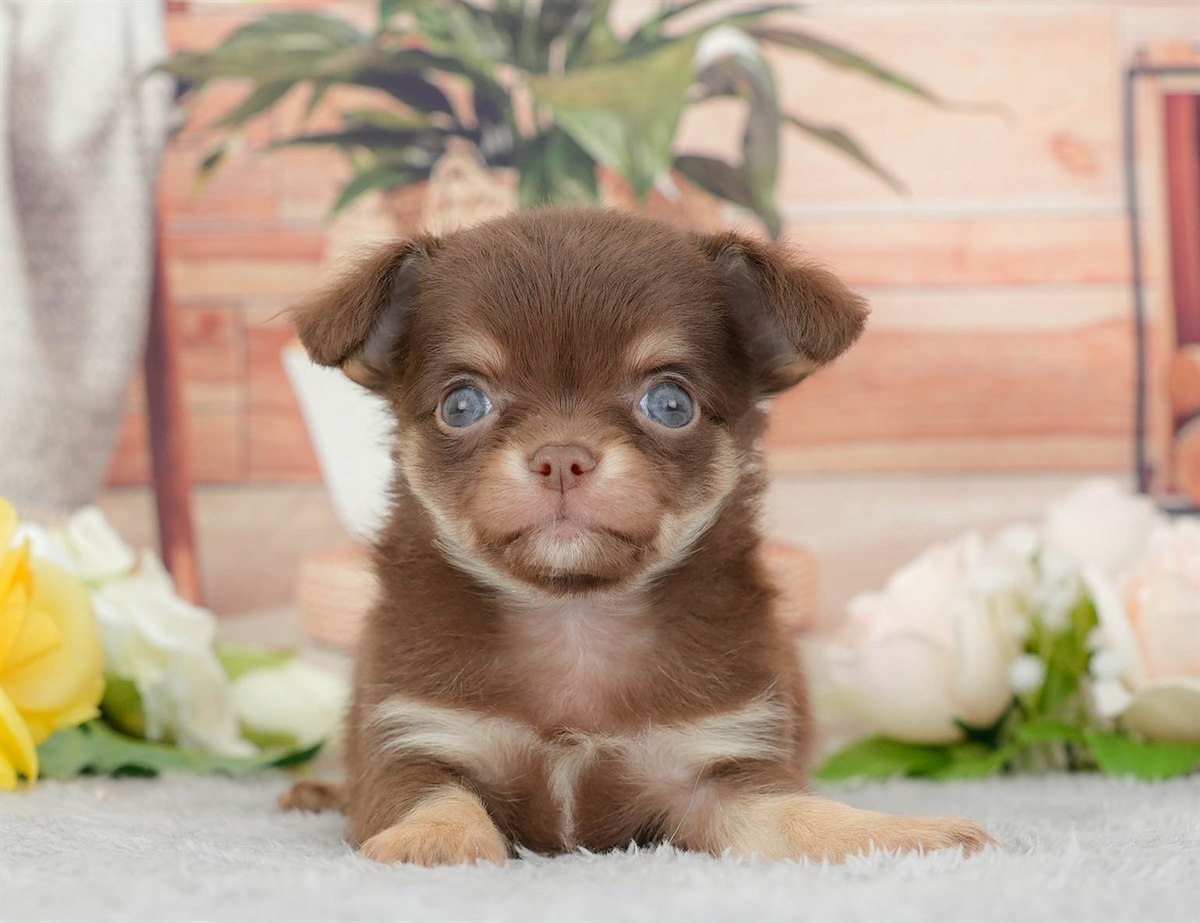 チワワ(ロング) | 男の子 | チョコレートタン&ホワイト | 2026年3月10日（ID:dog-200015887）