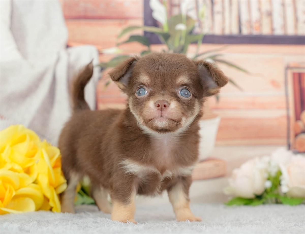 チワワ(ロング) | 男の子 | チョコレートタン&ホワイト | 2026年3月10日（ID:dog-200015887）