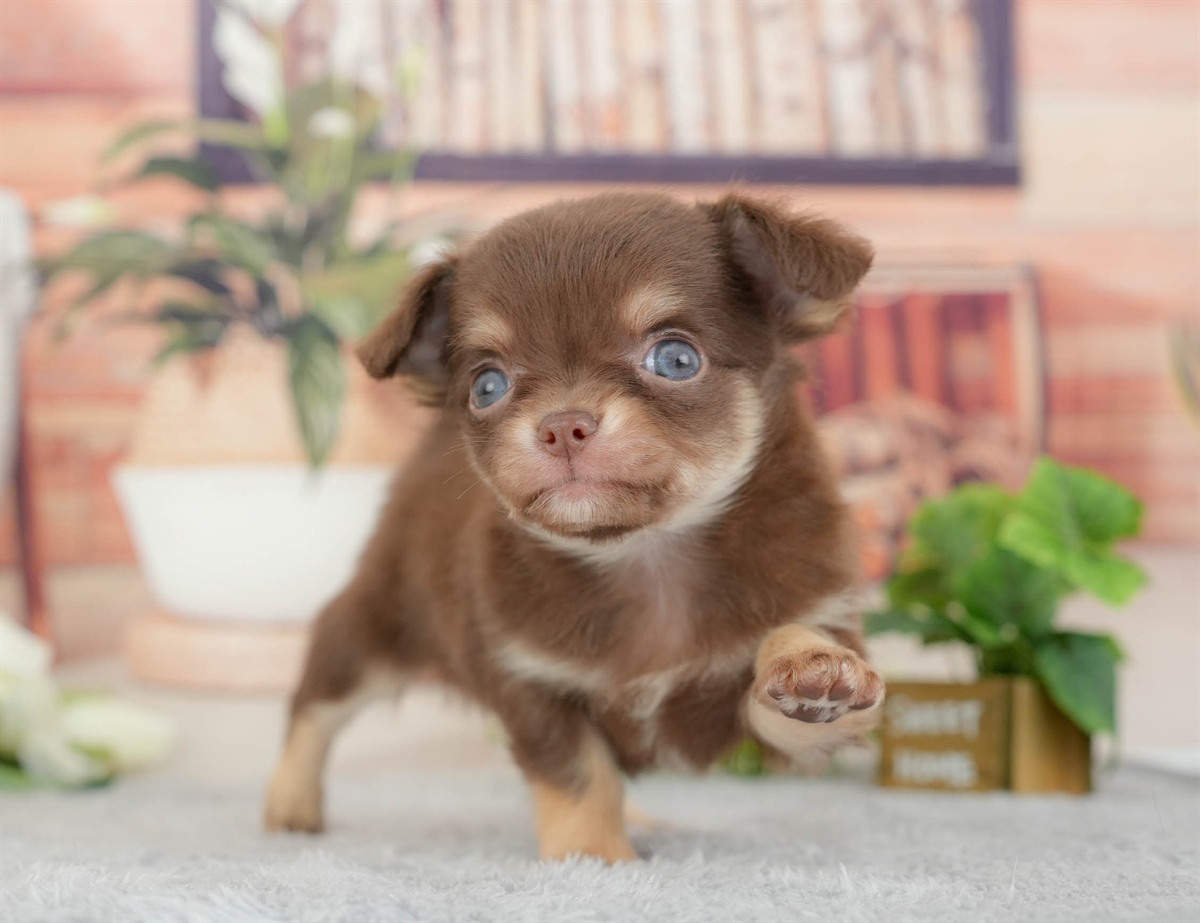 チワワ(ロング) | 男の子 | チョコレートタン&ホワイト | 2026年3月10日（ID:dog-200015887）