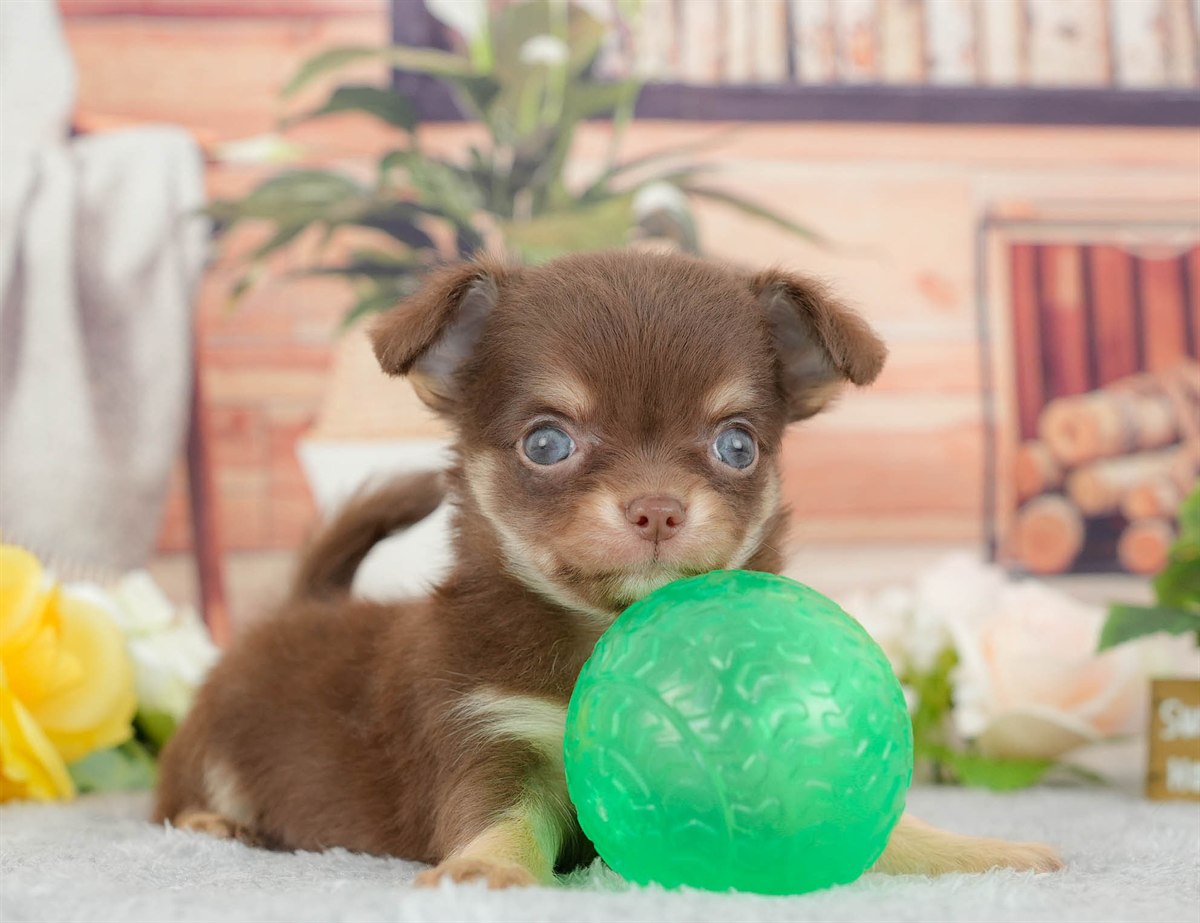 チワワ(ロング) | 男の子 | チョコレートタン&ホワイト | 2026年3月10日（ID:dog-200015887）