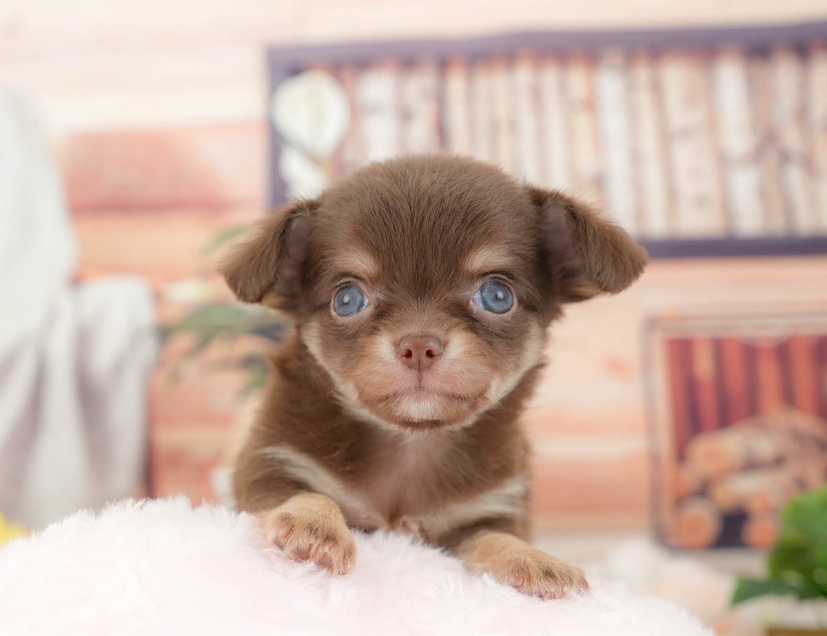 チワワ(ロング) | 男の子 | チョコレートタン&ホワイト | 2026年3月10日（ID:dog-200015887）