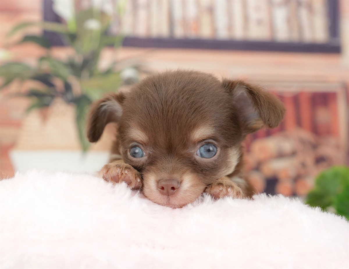 チワワ(ロング) | 男の子 | チョコレートタン&ホワイト | 2026年3月10日（ID:dog-200015887）