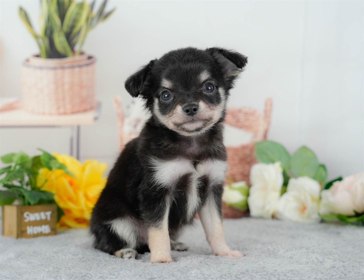 チワワ(ロング) | 男の子 | ブラックタン&ホワイト | 2026年3月10日（ID:dog-200015888）