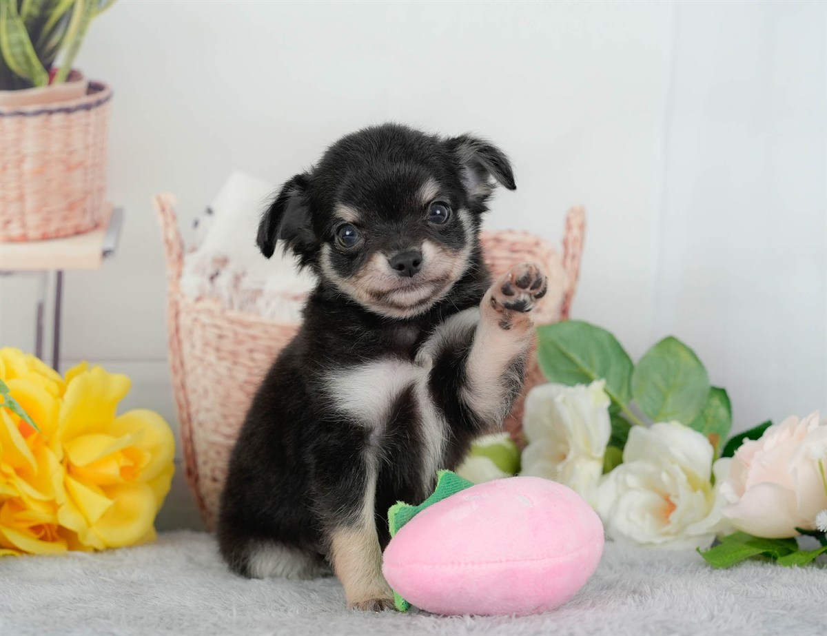 チワワ(ロング) | 男の子 | ブラックタン&ホワイト | 2026年3月10日（ID:dog-200015888）