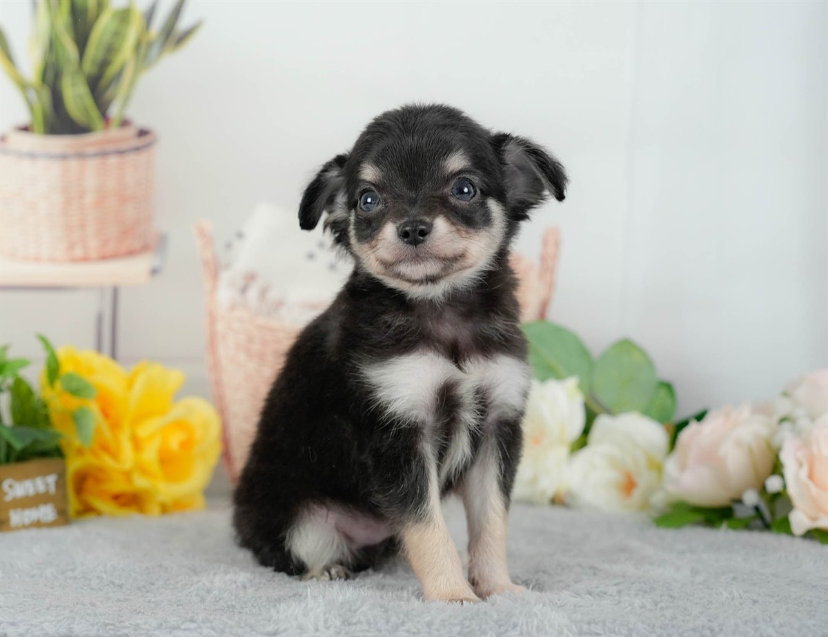 チワワ(ロング) | 男の子 | ブラックタン&ホワイト | 2026年3月10日（ID:dog-200015888）