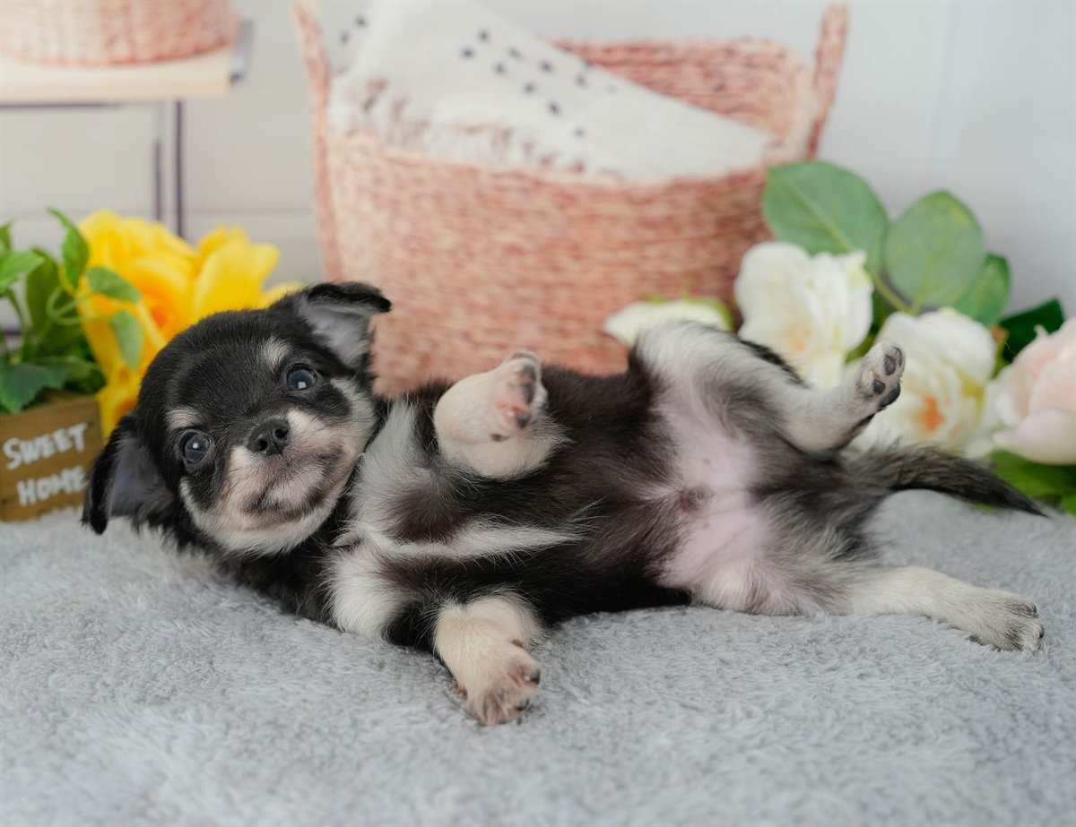 チワワ(ロング) | 男の子 | ブラックタン&ホワイト | 2026年3月10日（ID:dog-200015888）