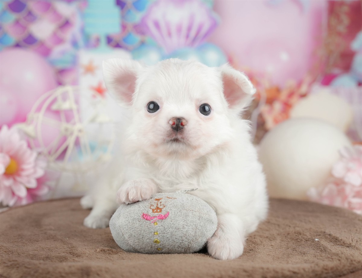 チワワ(ロング) | 男の子 | ホワイト | 2026年3月10日（ID:dog-200015894）